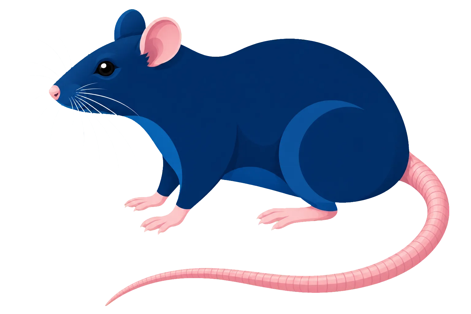 Ratas