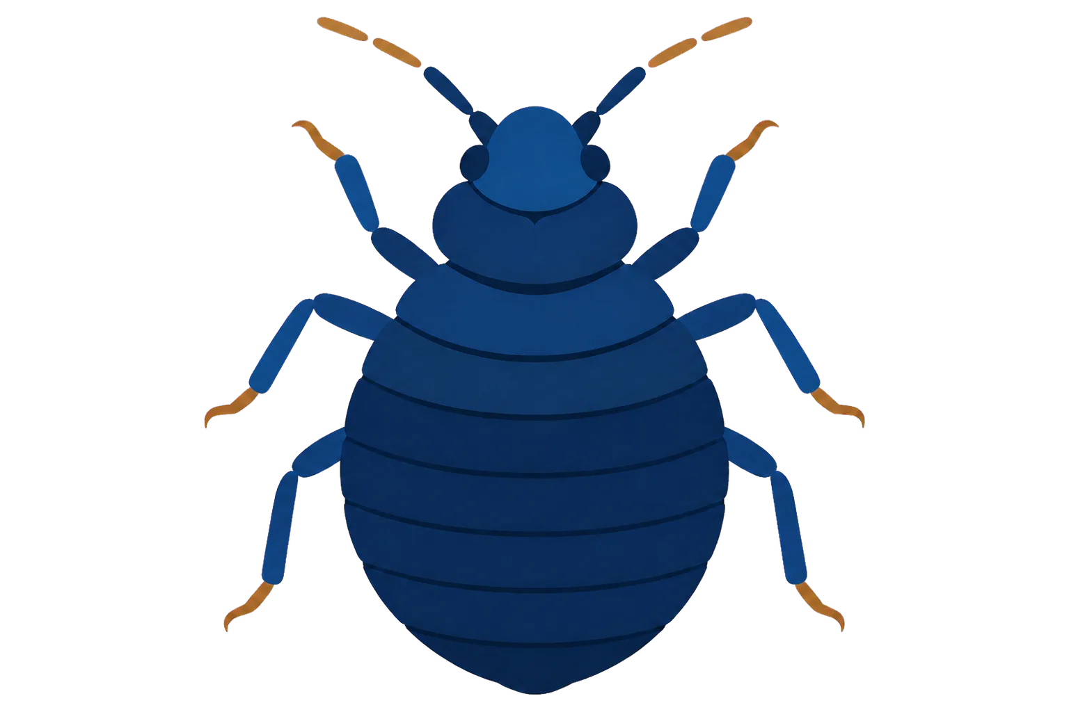 Bettwanzen